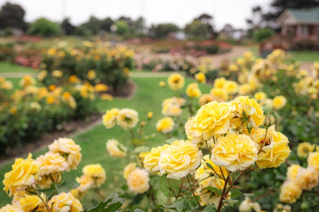 A view of the roses at Mornington Botanical Rose Garden