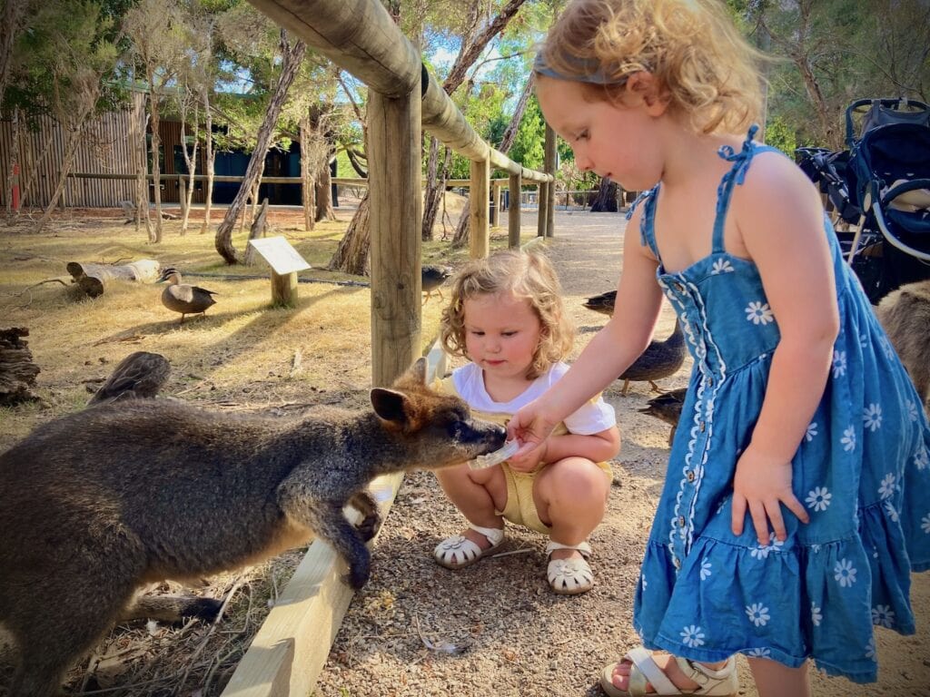 Two three year old girls hand feeding wallabies on a path at Moonlit Sancturary