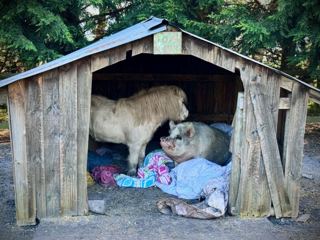 A big fat pig and a tiny pony snuggling inside a cubby house.