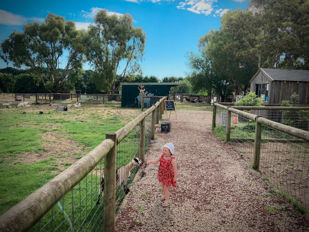 Three year old on a path through paddocks, feeding goats at Rain ,Hayne Shine Farmyard.