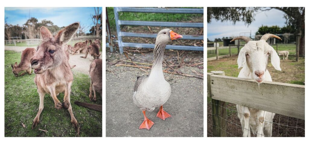 Collage of animals at The Big Goose including a kangaroo, goose and a goat.