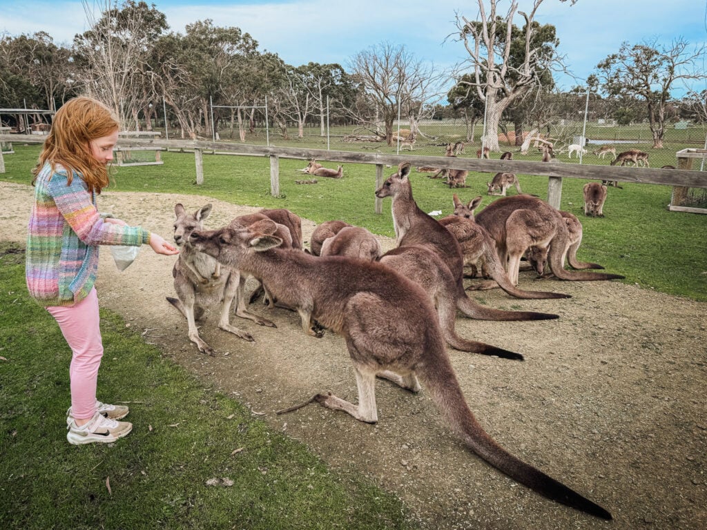 A five year old girl hand feeding a mob of kangaroo.