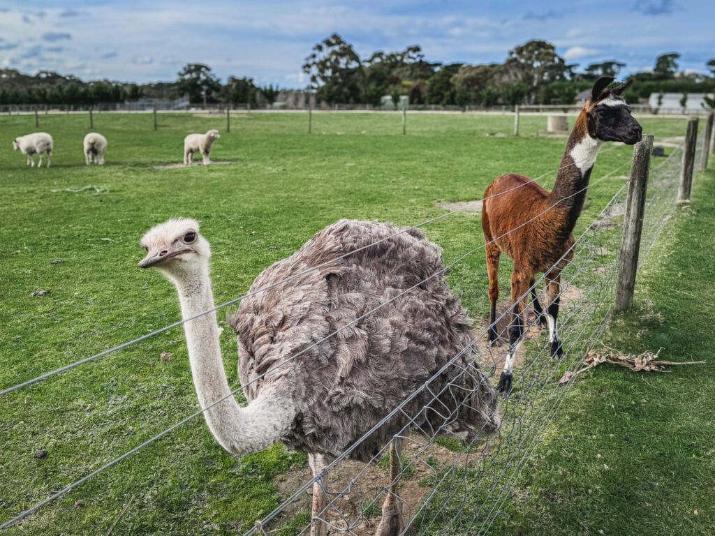 A large paddock with an ostrich, llama and three sheep.