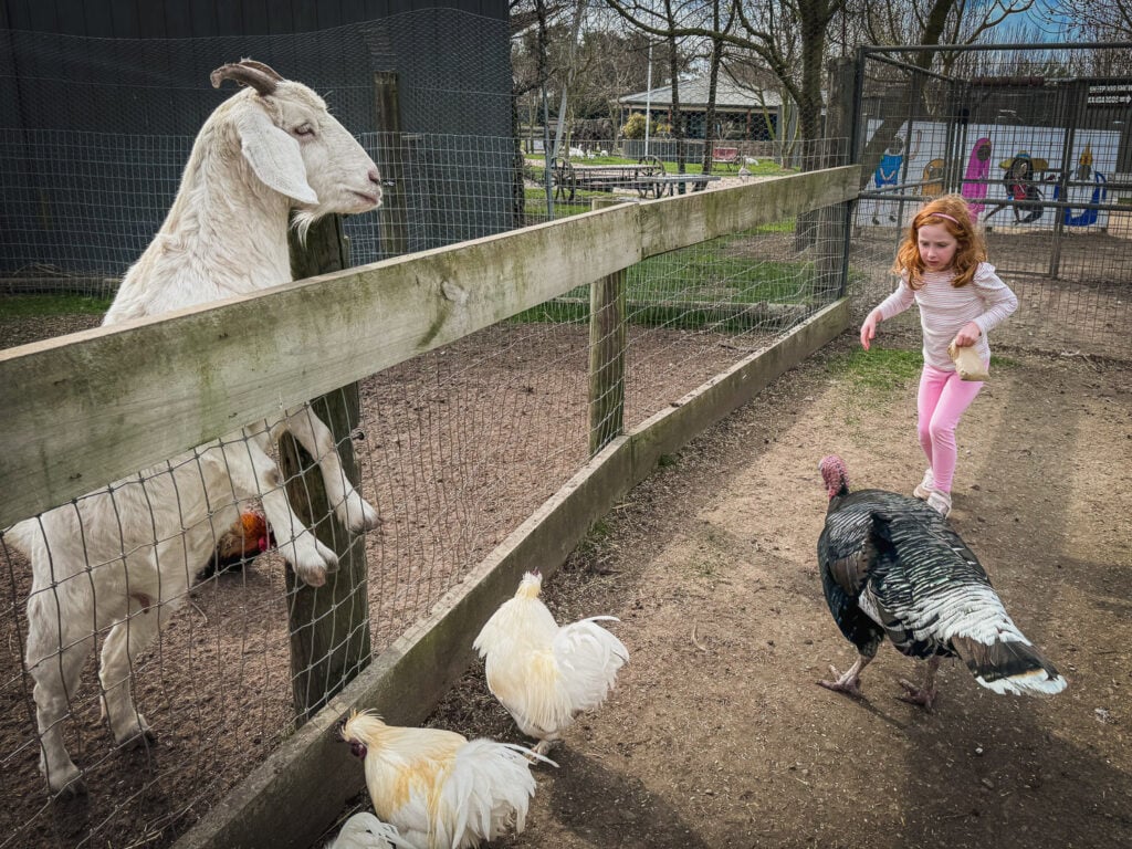 A five year old walking through farm area with a goat, chickens and a turkey.