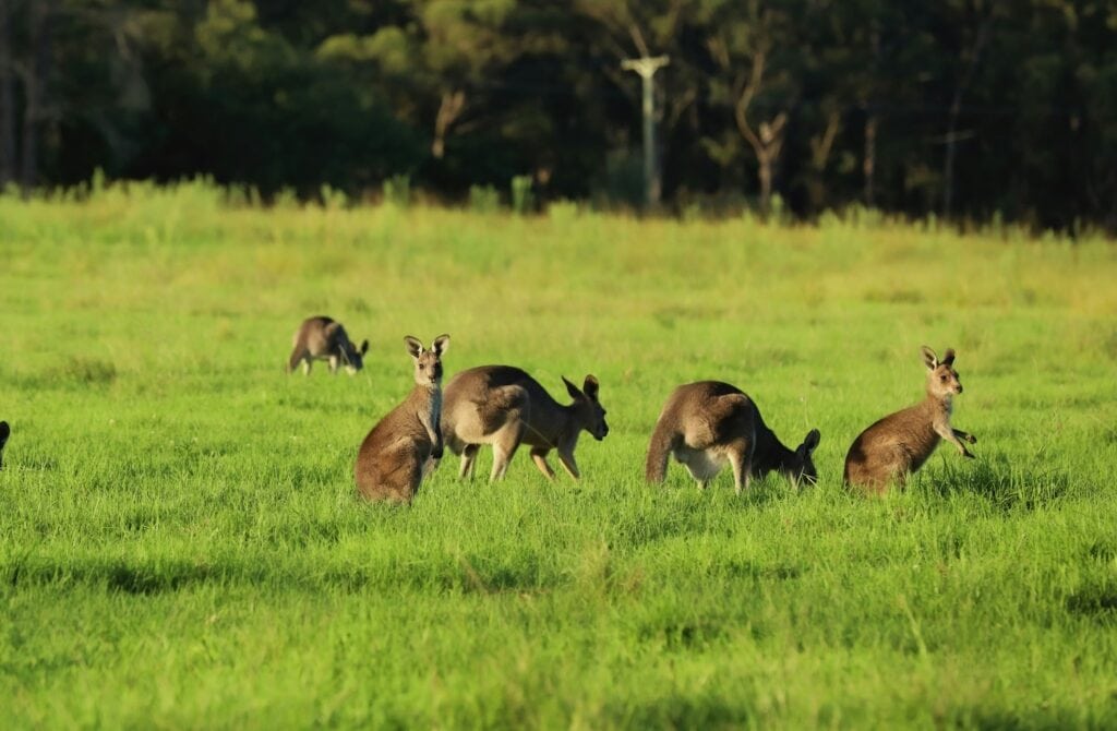 5 small kangaroos eating in long grass