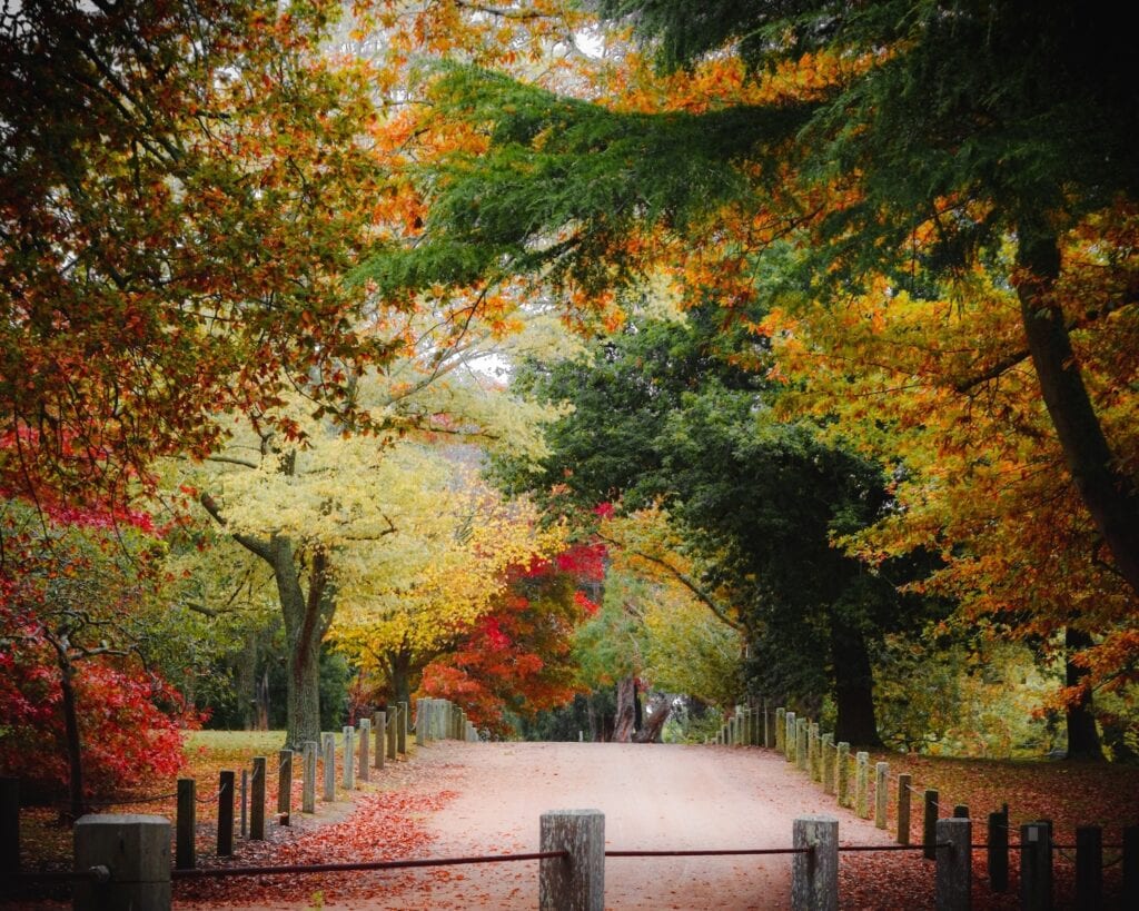 Pathway surrounded by autumn trees in ambers and reds at Seawinds Gardens.