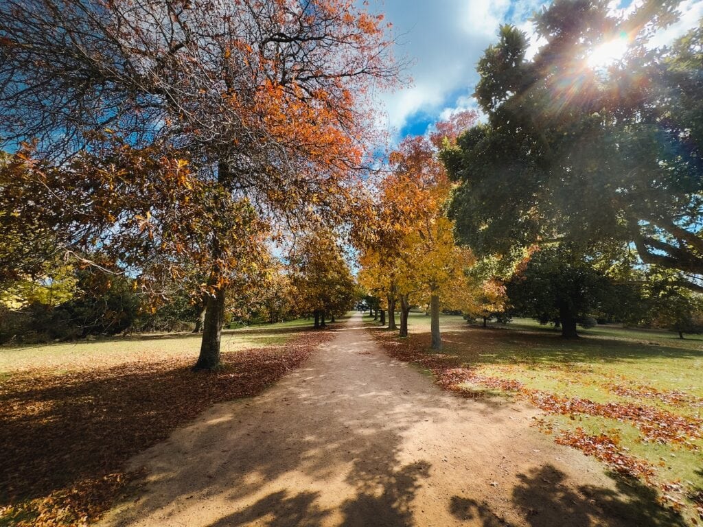 Gravel walking path through the green fields of Seawinds Gardens and spectaculr autumn trees lining the path. The golden sun is streaking through the branches.