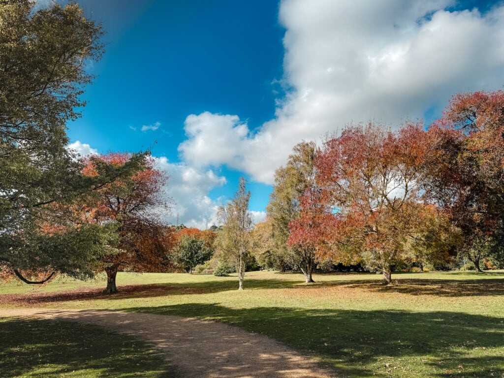 Open green field dotted with Seawinds Gardens autumn trees. Beautiful blue sky day with fluffy white clouds